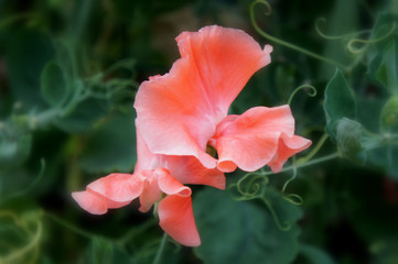 Sweet Pea Flower. 
