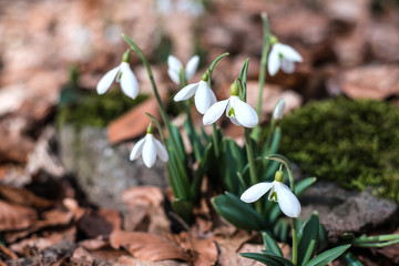Snowdrops against old leaves in spring forest.