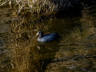 Eurasian Coot in a pond