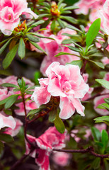 Vertical Photos of blooming flowers. Pink azalea flower with green leaves. Azalea bush. Botanical photography in the greenhouse. Background to the desktop.