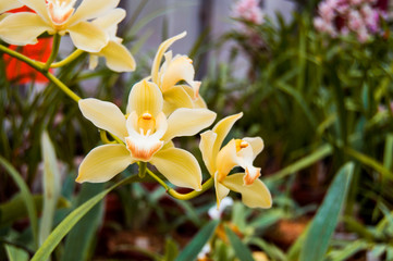 Flowers of pink orchid. Horizontal photo of phalaenopsis flowers. Macro photo of flowers. Macro photo of Orchid. Pink phalaenopsis. Botanical Garden. Wallpaper with flowers. Orchid in bloom