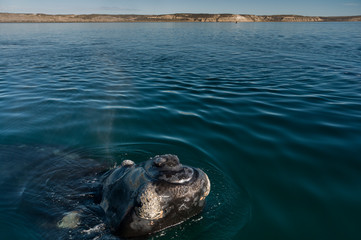 Whale Patagonia Argentina