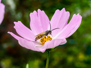 Japanese honey bee in a garden cosmos flower