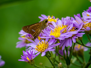 grass skipper butterfly on aster flowers 15