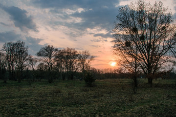 Obraz na płótnie Canvas A field with lonely trees at sunset.
