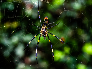 Japanese gumo spider on its web 1