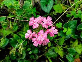 Small lantana flowers