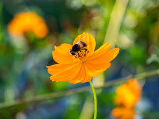 Japanese beefly on orange cosmos
