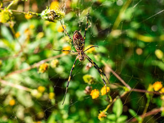 Japanese gumo spider on its web 3