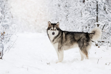 Alaskan Malamute dog on a winter walk in the snow