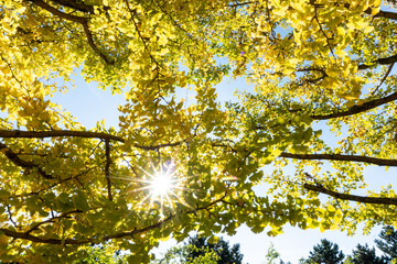 tree or plant with green limb leaf from bottom view