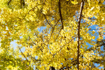 tree or plant with green limb leaf from bottom view