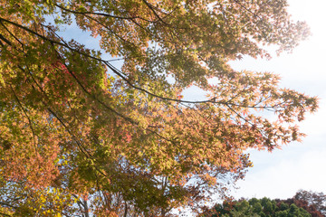 tree or plant with green limb leaf from bottom view