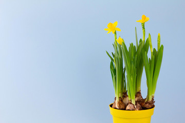 Young spring narcissus flowers in pot on pastel blue background, symbol of the beginning of spring, horisontal