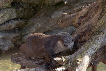 a otter takes a sunbath