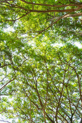 tree or plant with green limb leaf from bottom view