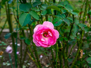 Red rose in a Japanese rose garden