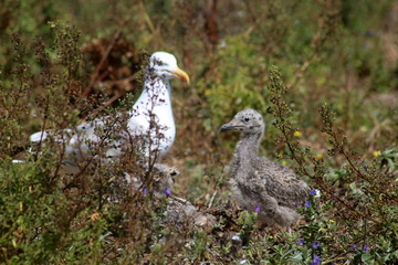 Gaivotas: mãe e filho