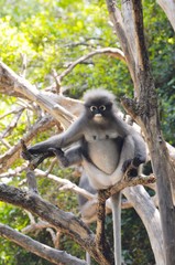 Wild dusky langur, dusky leaf monkey, spectacled langur, spectacled leaf monkey (Trachypithecus obscurus) in rainforest of Thailand