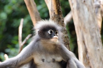 Wild dusky langur, dusky leaf monkey, spectacled langur, spectacled leaf monkey (Trachypithecus obscurus) in rainforest of Thailand