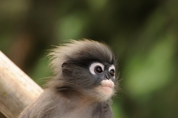 Wild dusky langur, dusky leaf monkey, spectacled langur, spectacled leaf monkey (Trachypithecus obscurus) in rainforest of Thailand