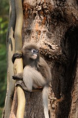 Wild dusky langur, dusky leaf monkey, spectacled langur, spectacled leaf monkey (Trachypithecus obscurus) in rainforest of Thailand