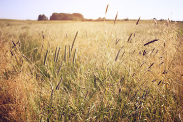 Fototapeta premium Yellow dry grass in the field, blue sky, autumn landscape, background.