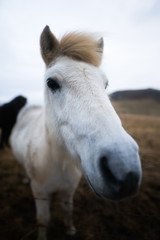 Obraz na płótnie Canvas Portrait of a wild horse in Iceland