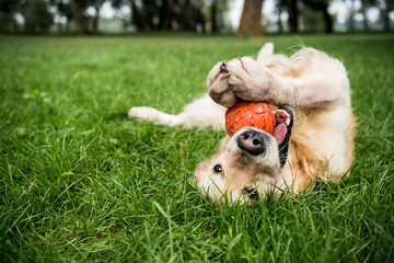 selective focus of golden retriever dog playing with rubber ball on green lawn - obrazy, fototapety, plakaty