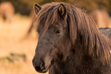 Wild horse in Iceland
