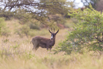 Springbok antelope black morph (Antidorcas marsupialis)