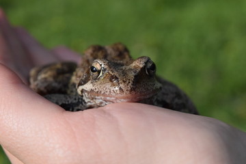 frog in the hand