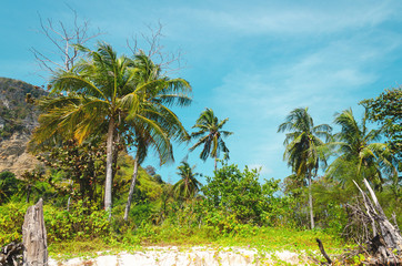 Obraz premium foresta pluviale giungla palme isola tropicale