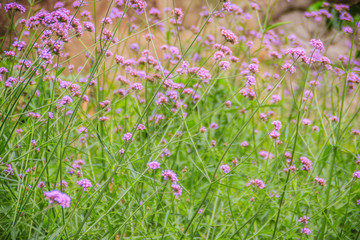 Obraz na płótnie Canvas Beautiful purple flower of Verbena bonariensis, also know as purpletop vervain, clustertop vervain, Argentinian vervain, tall verbena or pretty verbena. Selective focus