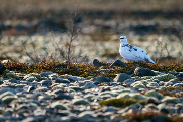 A beautiful rock ptarmigan in Iceland