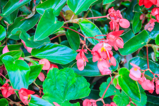 Pink scarlet begonia (Begonia coccinea) flower bush with green glossy background. Begonia coccinea is a plant in the begonia family, Begoniaceae.  It is native to the Atlantic Forest of Brazil.