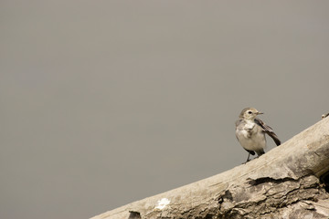 White wagtail (Motacilla alba) washing. Granada Spain