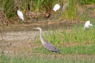 Garza Real (Ardea cinerea) in the ecosystem of Granada. Spain