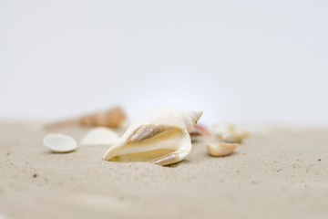Fototapeta na wymiar Seashell close up on sand