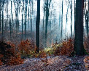 Sonian Forest outside Brussels in January