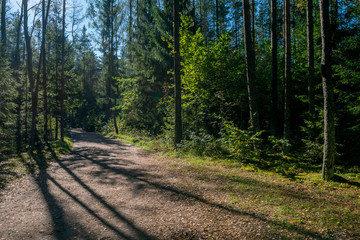 Obraz premium road in the forest