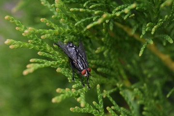 fly on leaf
