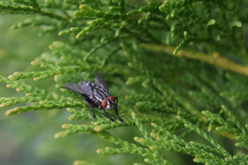 fly on leaf