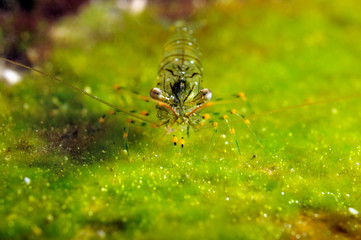 shrimp