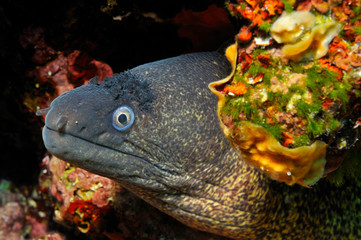 mediterranean moray © 3photo