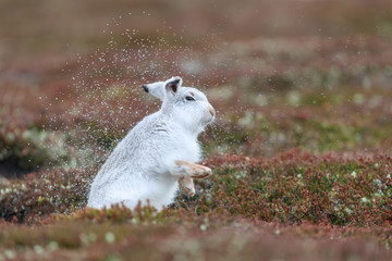 white mountain hare, lepus timidus