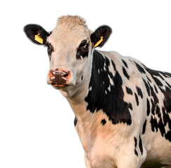 cow isolated