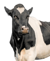 cow on a white background isolated