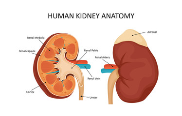 Human kidney anatomy