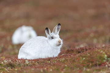 white mountain hare, lepus timidus